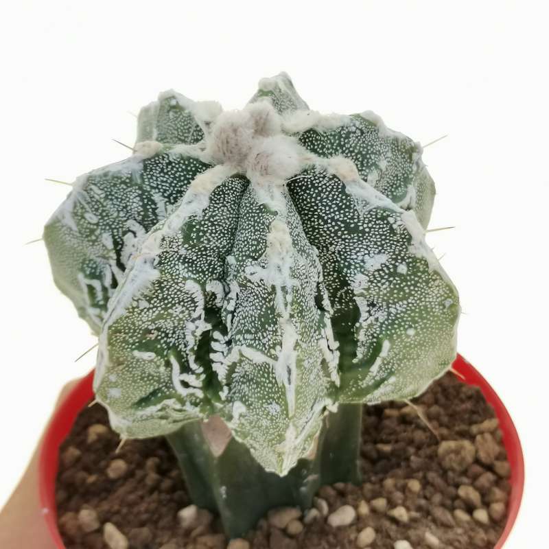 Astrophytum hybrid cv. Fukuryu Haku-jo