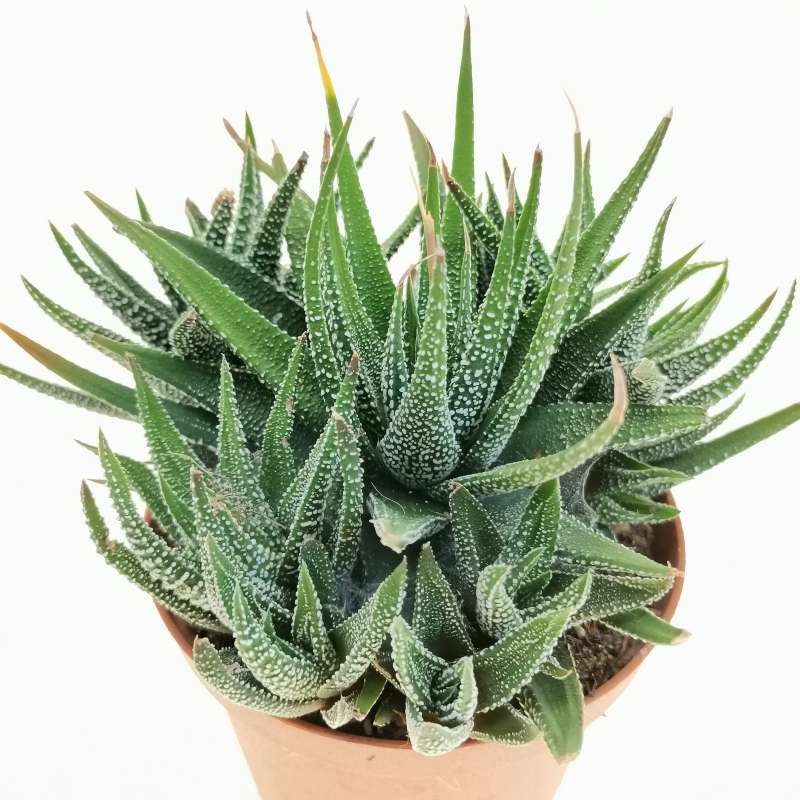 Haworthia attenuata var. radula 10 cm. | Aloaceae - Giromagi vendita ...