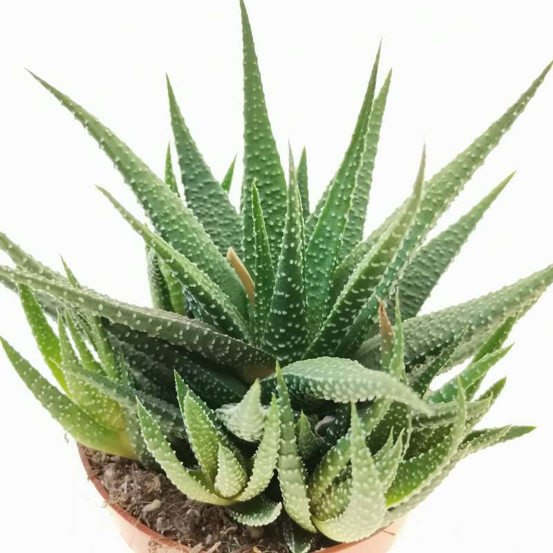 Haworthia attenuata var. clariperla 8,5 cm. | Aloaceae - Giromagi ...