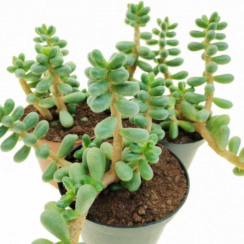 Sedum hernandezii 10 cm. | Crassulaceae - Giromagi vendita piante grasse