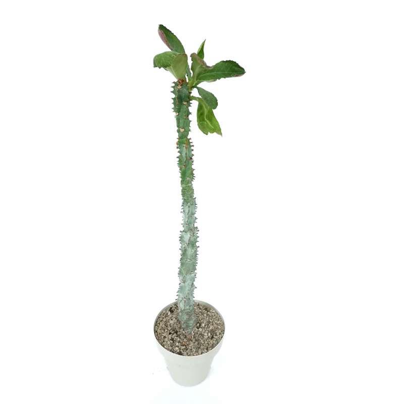 Marco vegetal musgo - SG-MB-KM - FlowerArt GmbH - biológico / de interior