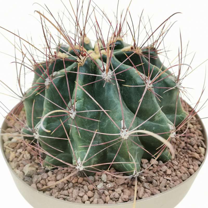 Ferocactus hamatacanthus subs. sinuatus 20 cm. | Cactaceae - Giromagi ...