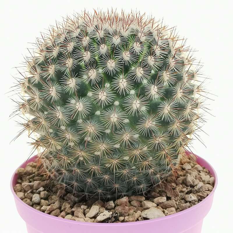 Mammillaria weingartiana 14 cm. | Cactaceae - Giromagi vendita piante ...