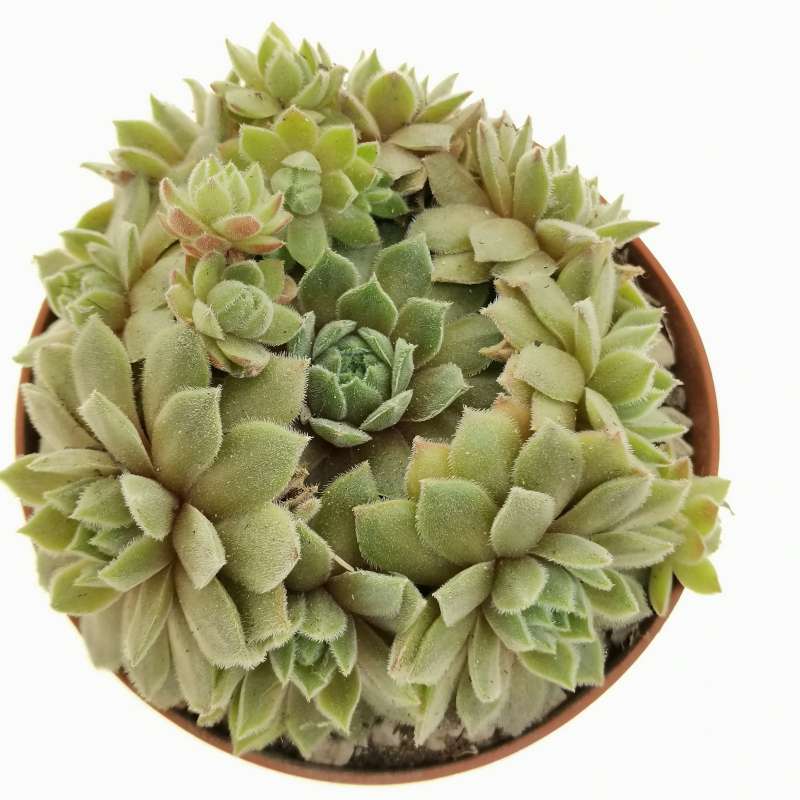 Sempervivum 'Unicorn' 10 cm. | Crassulaceae - Giromagi vendita piante ...