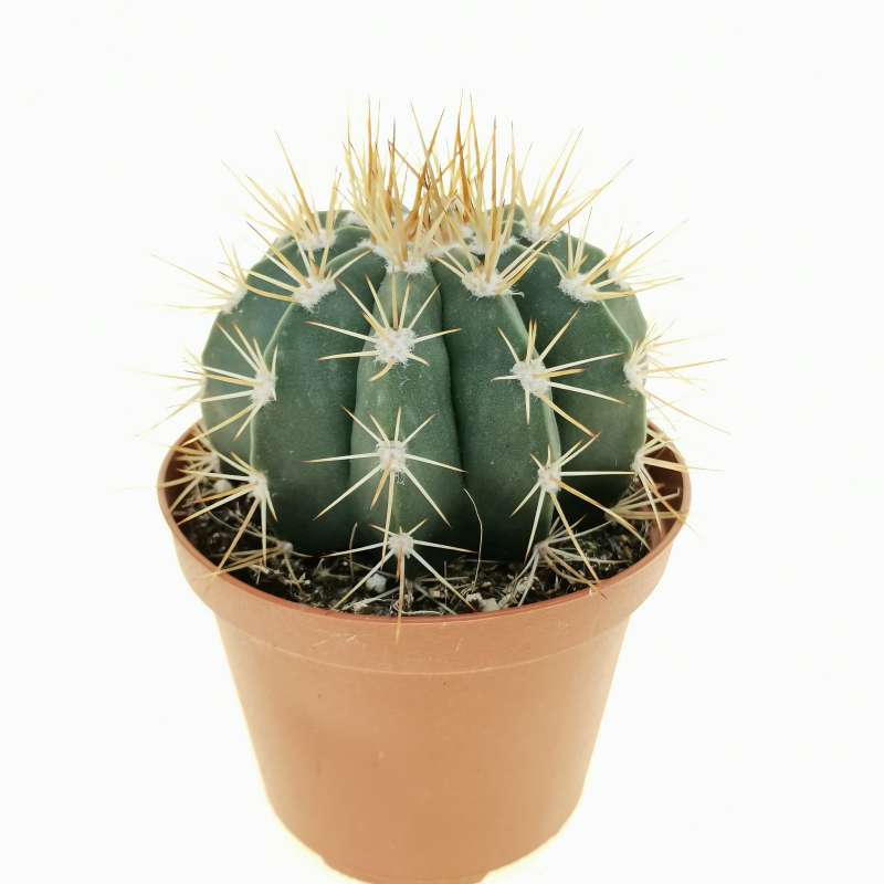 Melocactus oreas 10 cm. | Cactaceae - Giromagi vendita piante grasse