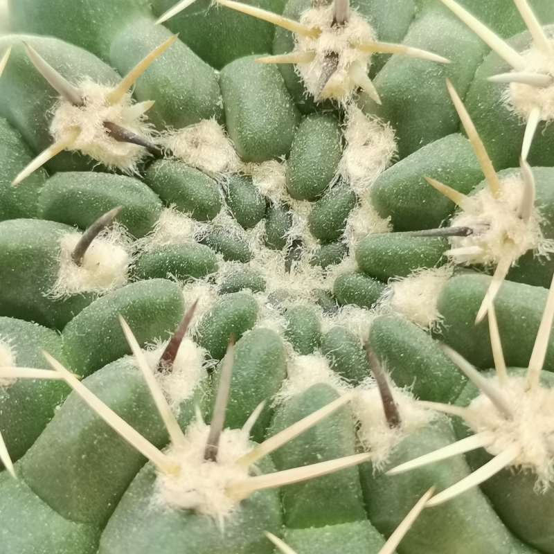 Gymnocalycium griseo-pallidum 14 cm. | Cactaceae - Giromagi vendita ...