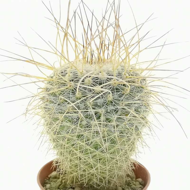 Mammillaria varieaculeata 5,5 cm. | Cactaceae - Giromagi vendita piante ...