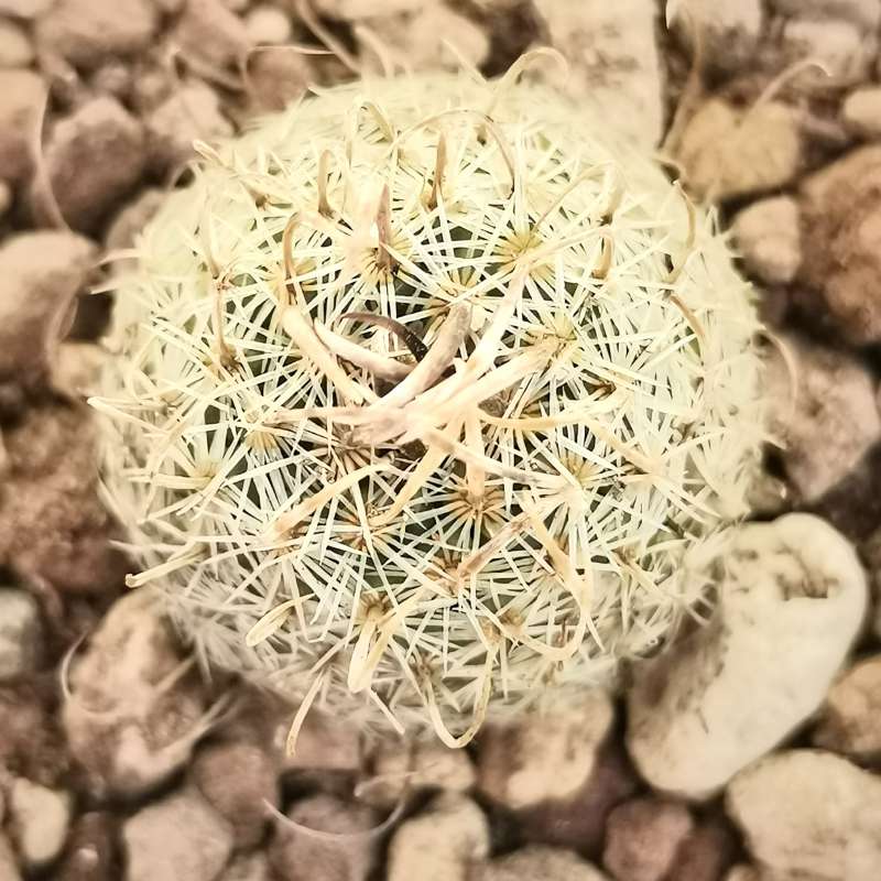 Echinofossulocactus phyllacanthus - Giromagi