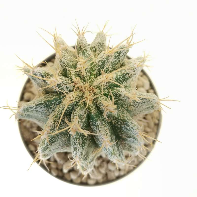 Astrophytum caput-medusae x ferocactus glaucescens chimera 14 cm ...