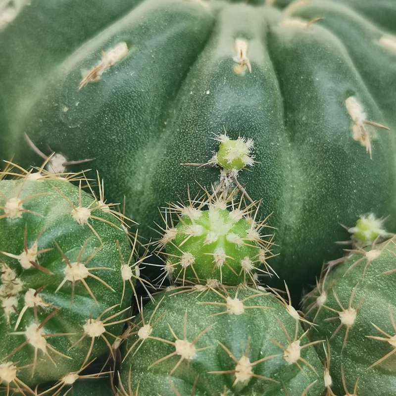 Matucana Polzii 10 Cm Cactaceae Giromagi Vendita Piante Grasse