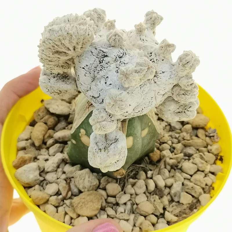 Astrophytum myriostigma cv. Onzuka Hakuun f. crestata