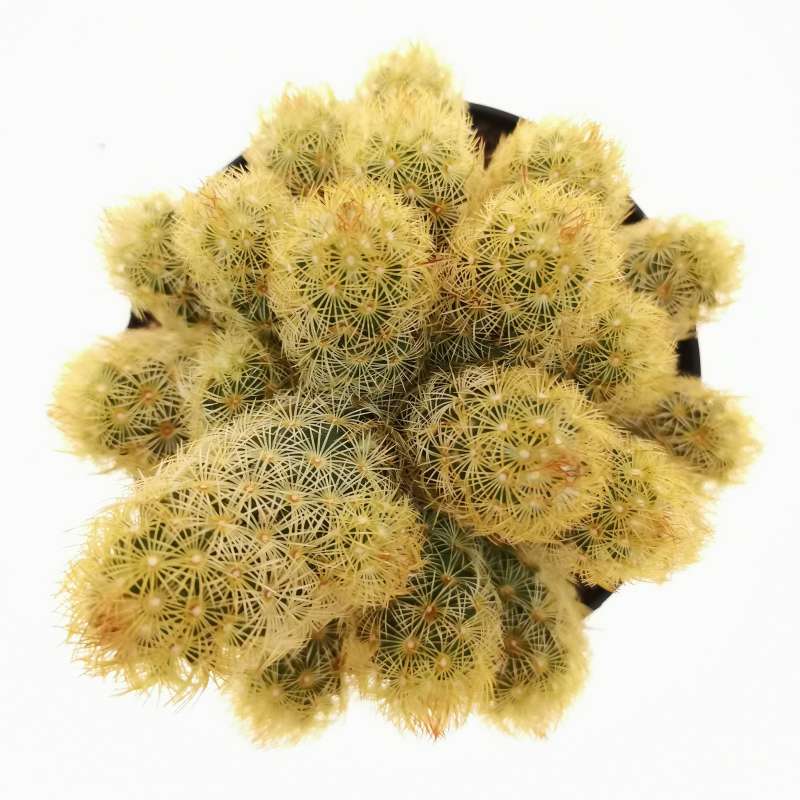Mammillaria elongata - Giromagi