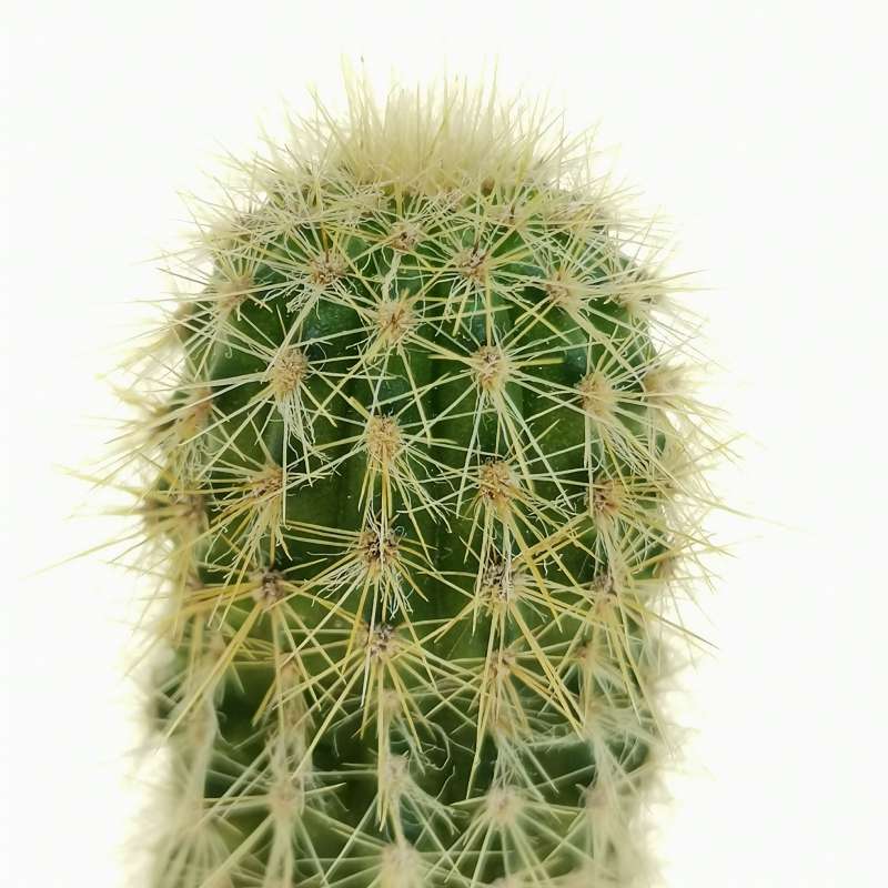 Pilosocereus aurisetus subsp. werdermannianus 8 cm. | Cactaceae ...