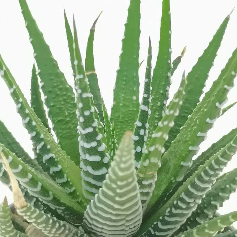 Haworthia fasciata 6,5 cm. | Aloaceae - Giromagi vendita piante grasse