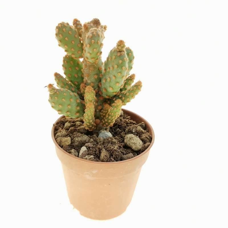 Opuntia microdasys subs. rufida f. minima 5,5 cm. | Cactaceae ...