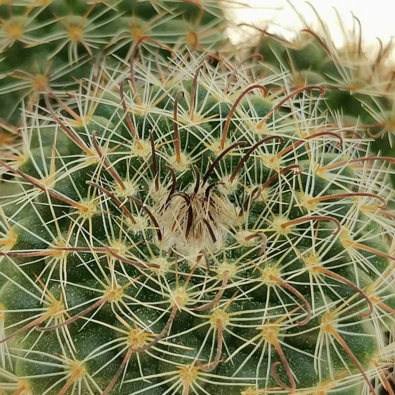 Parodia aureicentra var. muhrii 6,5 cm. | Cactaceae - Giromagi vendita ...