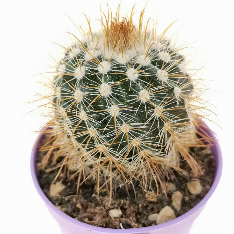 Parodia microsperma subs. aureispina 6,5 cm. | Cactaceae - Giromagi ...