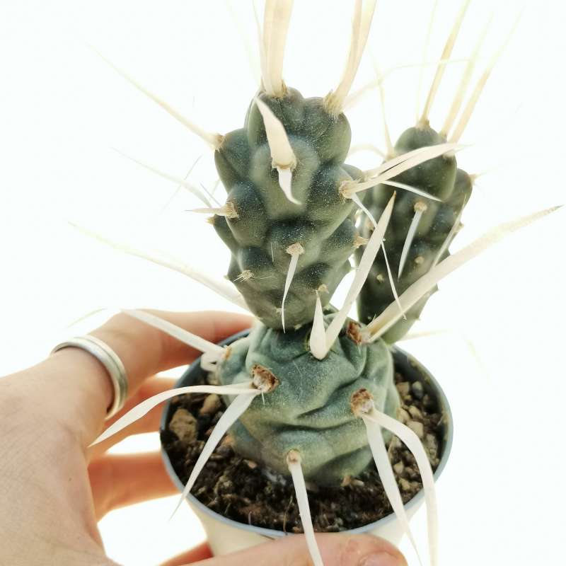 Tephrocactus Articulatus Var Papyracanthus Cm Cactaceae