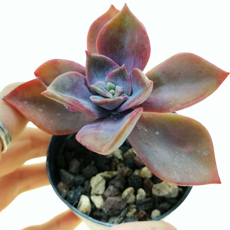 Graptopetalum 'Victor kane' 6,5 cm. | Crassulaceae - Giromagi vendita ...