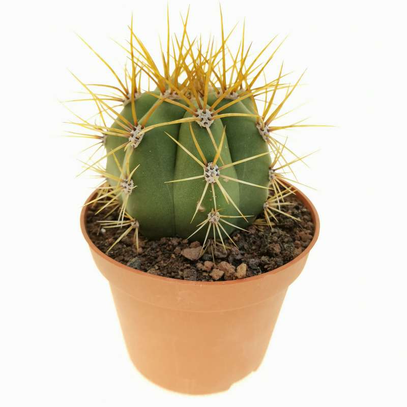 Trichocereus pasacana 10,5 cm. | Cactaceae - Giromagi vendita piante grasse