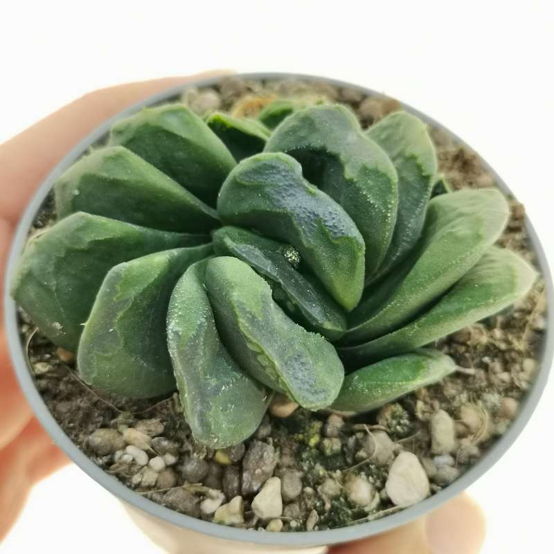 Haworthia cv. Kegani 6,5 cm. | Aloaceae - Giromagi vendita piante grasse