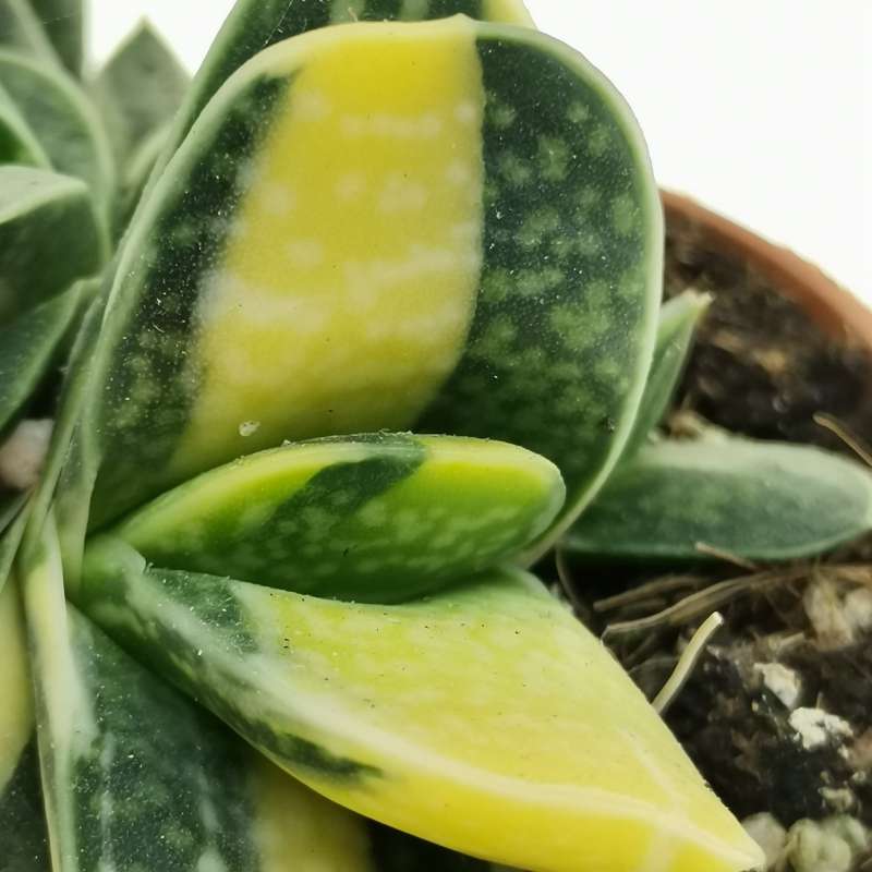 Gasteria minima f. variegata 8,5 cm. | Asphodelaceae - Giromagi vendita ...