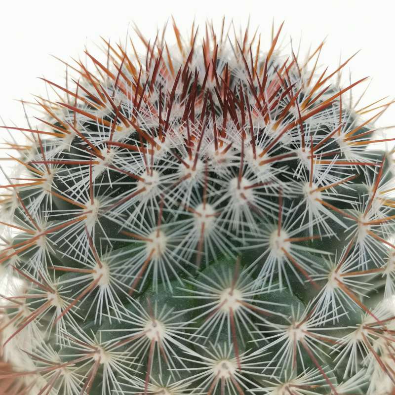 Mammillaria weingartiana 10 cm. | Cactaceae - Giromagi vendita piante ...