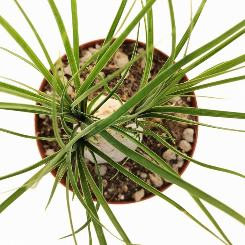 Nolina recurvata 21 cm.  Ruscaceae - Giromagi vendita piante grasse