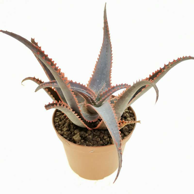 Aloe Aculeata Jurassic Dragon 105 Cm Aloaceae Giromagi Vendita Piante Grasse 9661