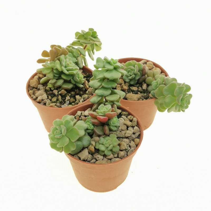 Sedum Cadente x 5 in gomma cm. 30 - Sconti per Fioristi e Aziende