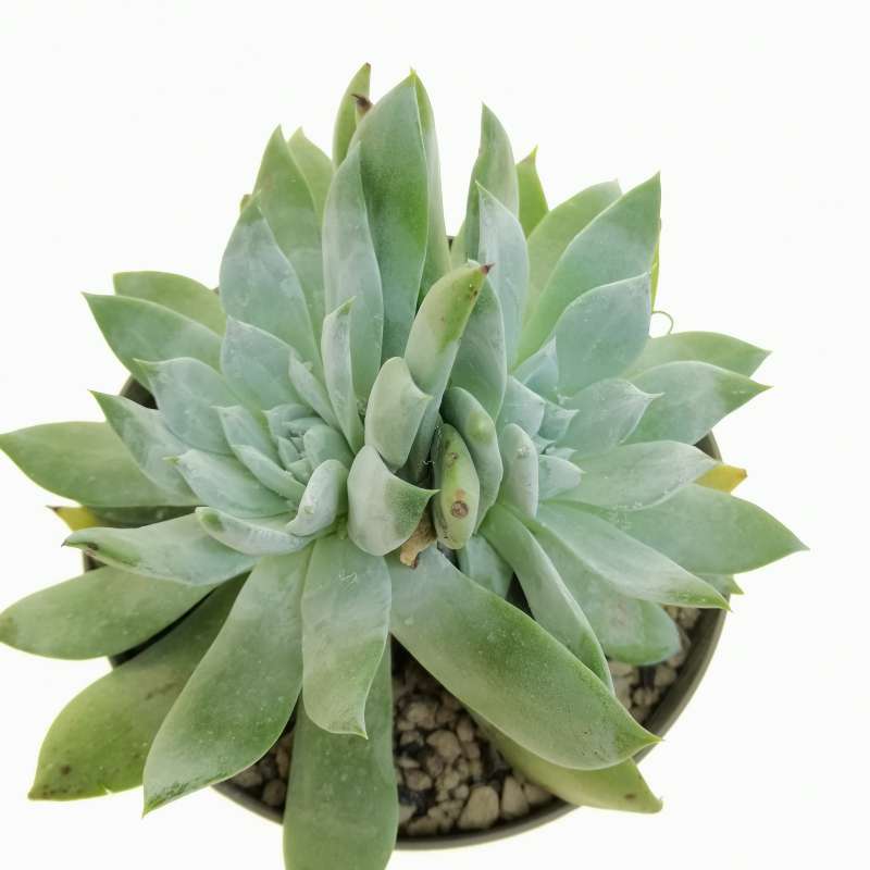 Dudleya brittonii 14 cm. | Crassulaceae - Giromagi vendita piante grasse