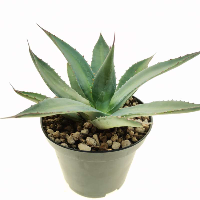 Agave funkiana 'Blue haze' 10 cm. | Agavaceae - Giromagi vendita piante ...