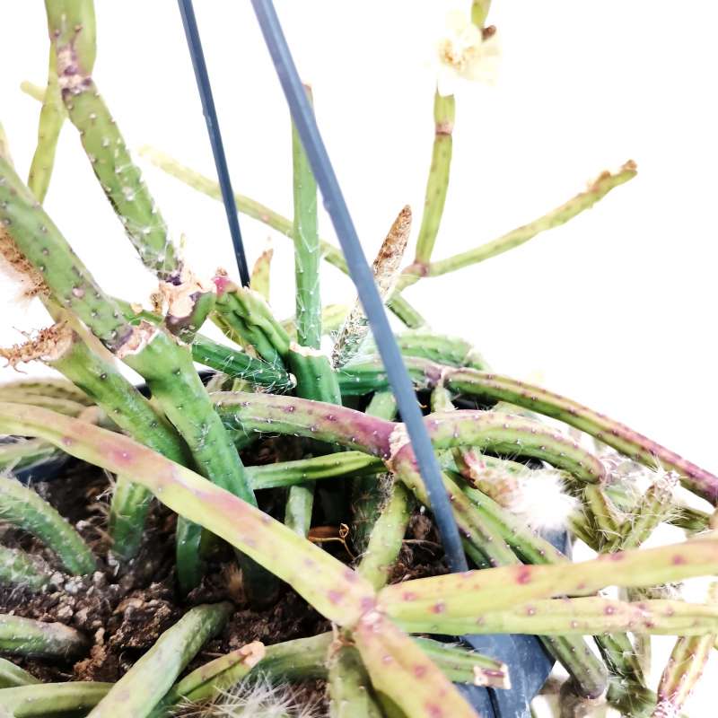 Rhipsalis floccosa ssp. pulvinigera 14 cm. | Cactaceae - Giromagi ...