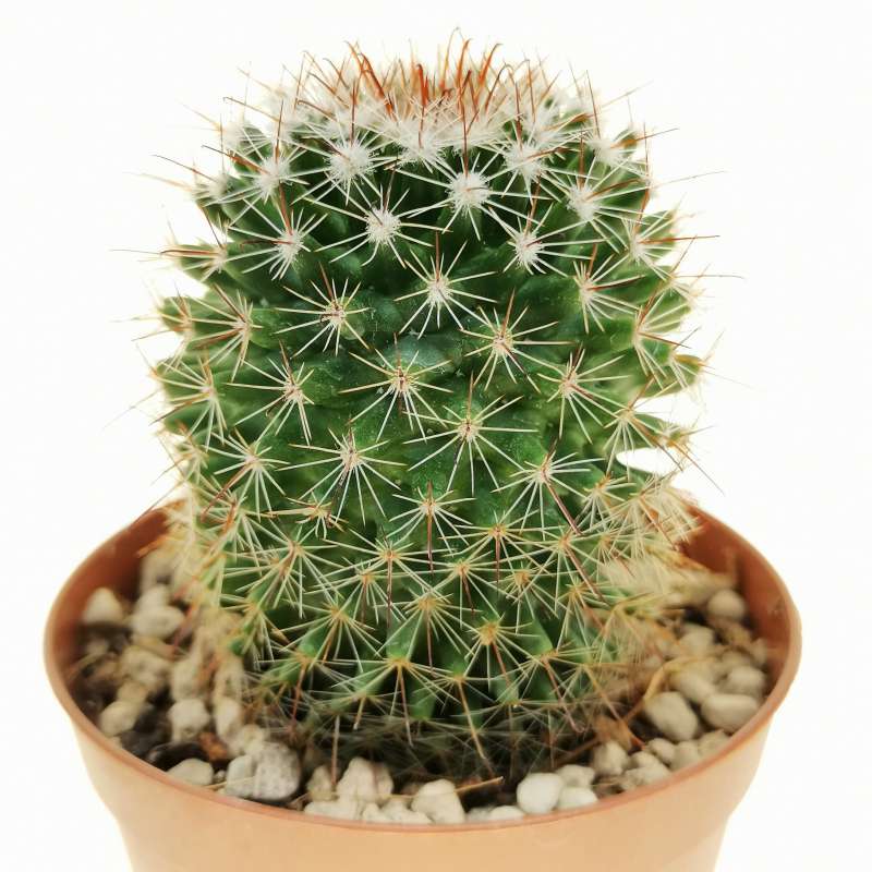 Mammillaria sp. Tenango del Valle 7,5 cm. | Cactaceae - Giromagi ...