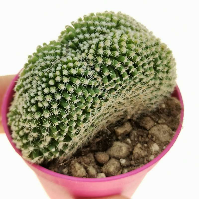 MAMMILLARIA CRESTATA DIAMETRO 13cm - cactus - succulente - piante grasse  vere EUR 7,99 - PicClick IT