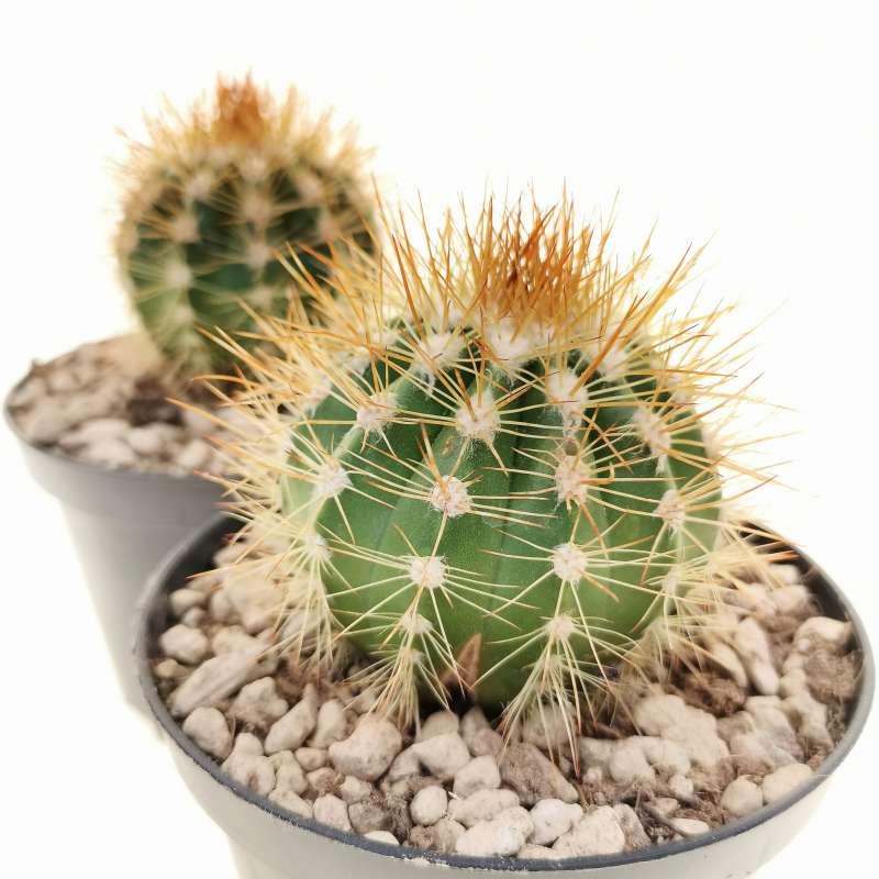 Melocactus perezassoi 10 cm. | Cactaceae - Giromagi vendita piante grasse