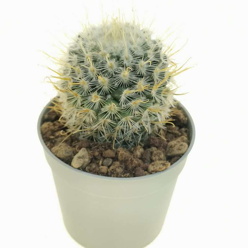 Mammillaria bombycina f. flavispina 6,5 cm. | Cactaceae - Giromagi ...