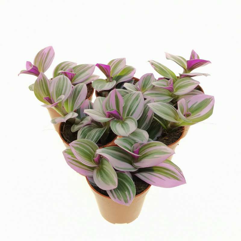 Tradescantia albiflora 'nanouk' 5,5 cm. | Commelinaceae - Giromagi ...