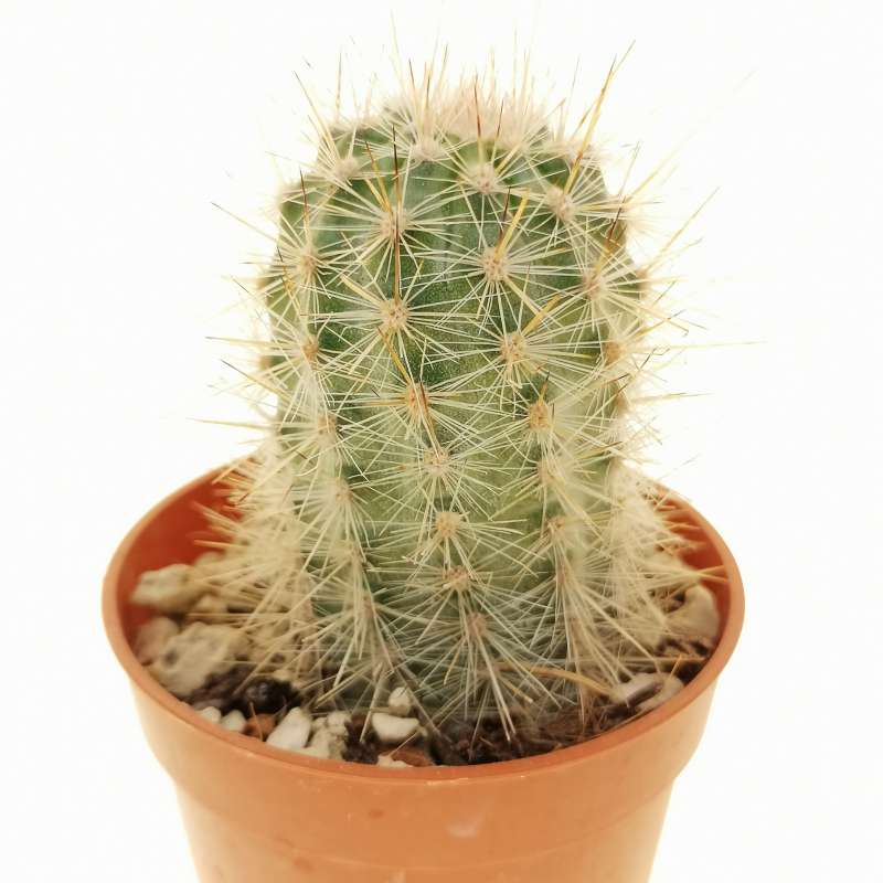 Mila caespitosa subs. nealeana KK 454 5,5 cm. | Cactaceae - Giromagi ...