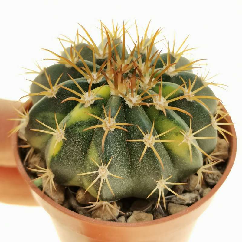 Melocactus diersianus f. variegata 5,5 cm. | Cactaceae - Giromagi ...