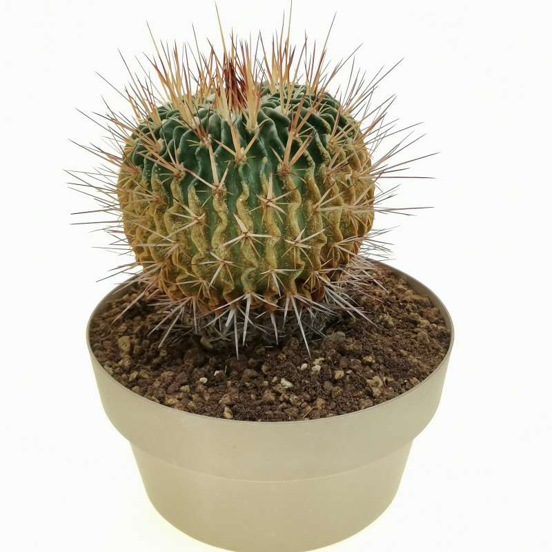 Echinofossulocactus Anfractuosus 20 Cm. 