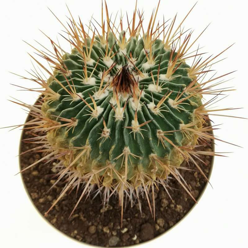 Echinofossulocactus anfractuosus 20 cm. | Cactaceae - Giromagi vendita ...