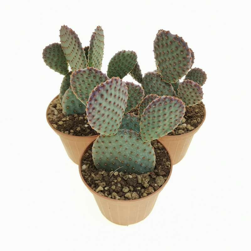 Opuntia microdasys subs. rufida indigo 10 cm. | Cactaceae - Giromagi ...