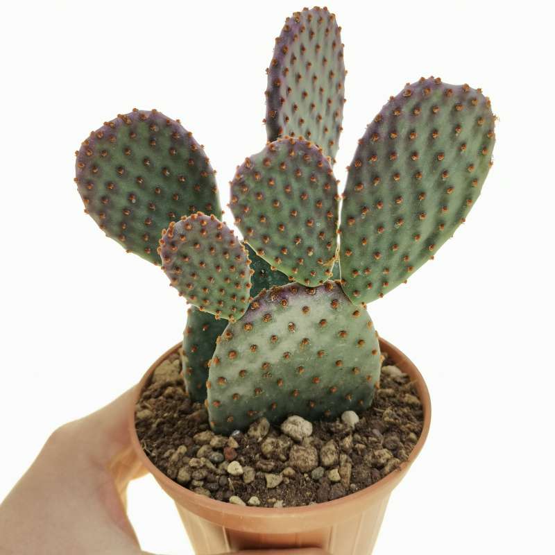 Opuntia microdasys subs. rufida indigo 10 cm. | Cactaceae - Giromagi ...