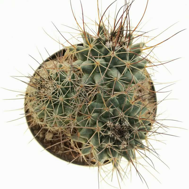 Mammillaria Papasquiarensis 10 Cm. 