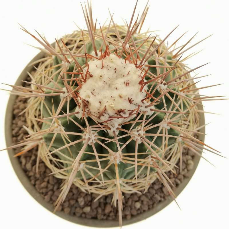 Melocactus curvispinus subs. loboguerreroi 17 cm. | Cactaceae ...