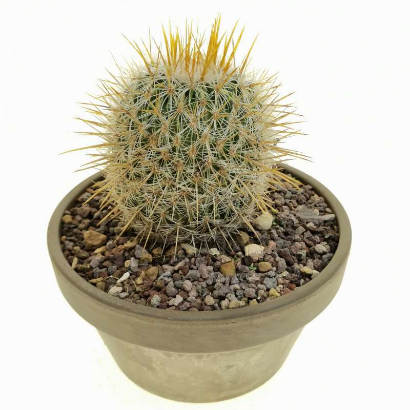 Echinofossulocactus albatus 17 cm. | Cactaceae - Giromagi vendita ...