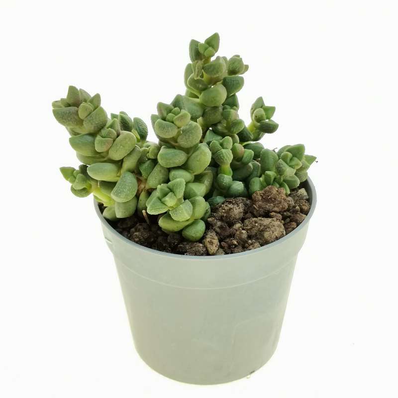 Crassula elegans 6,5 cm. | Crassulaceae - Giromagi vendita piante grasse