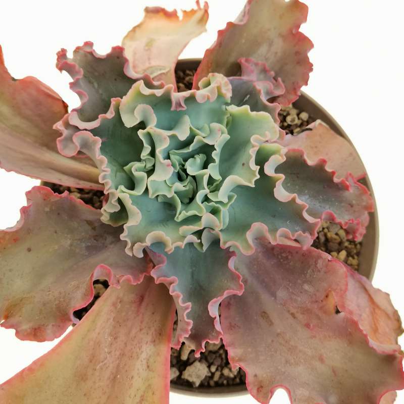 Echeveria ‘Curly locks’ 18 cm. | Crassulaceae - Giromagi vendita piante