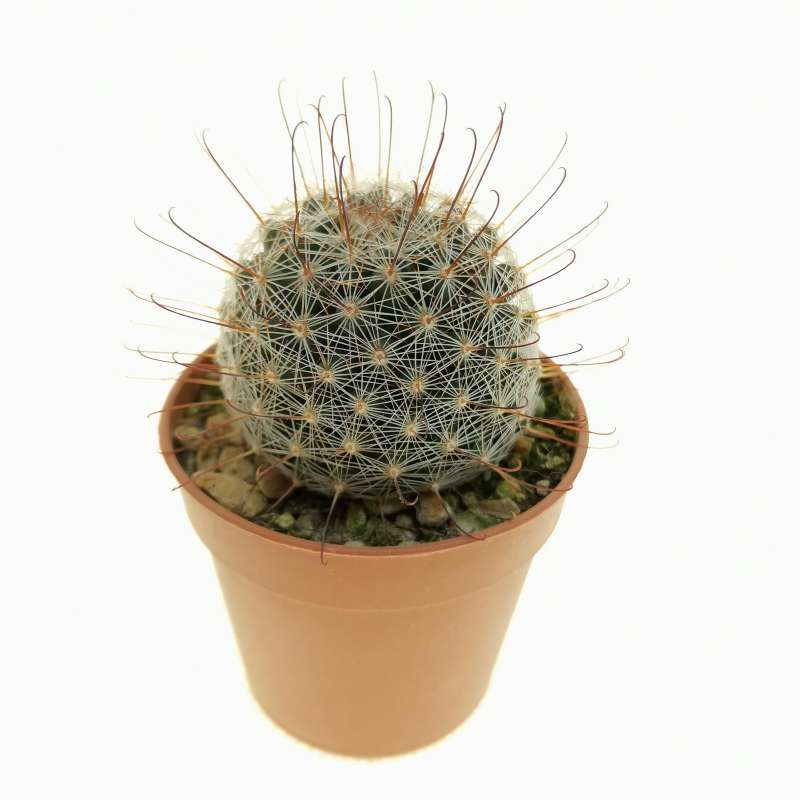 Mammillaria grahamii 5,5 cm. | Cactaceae - Giromagi vendita piante grasse